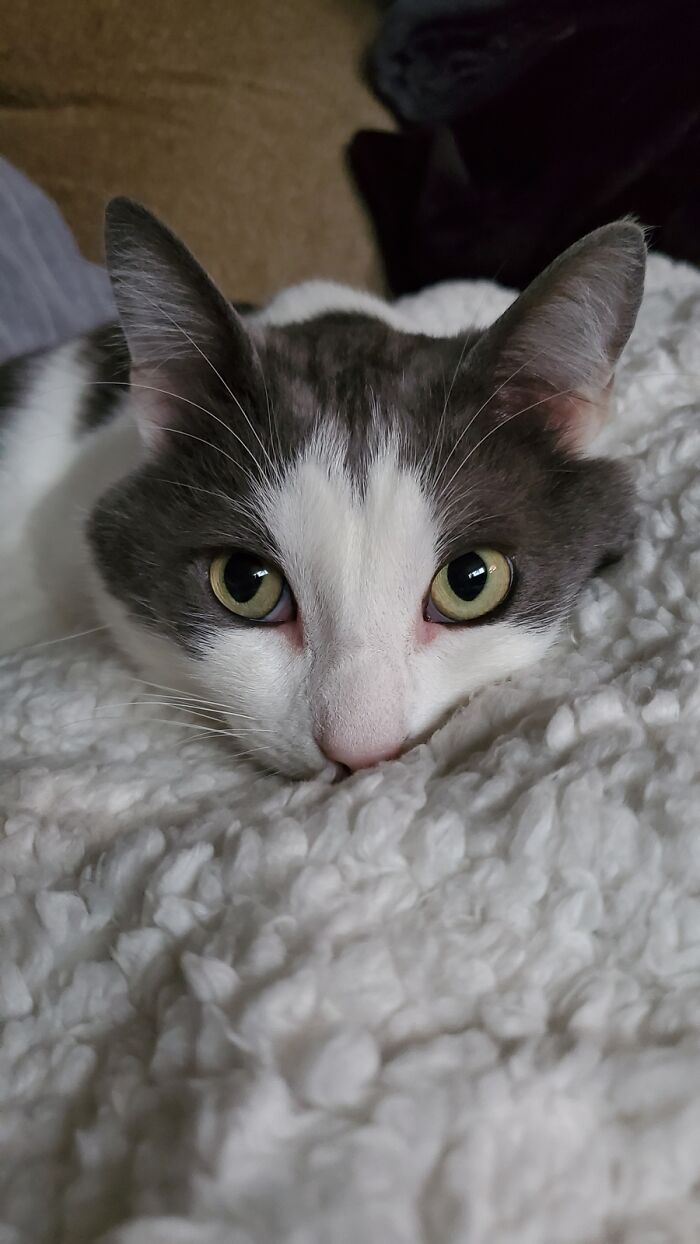 Mouse, My 'Little' Tuxedo, And Wiser Than His Years