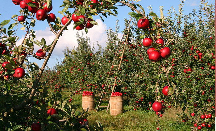 “AITA For Not Removing A Tree From My Property As My New Neighbor Demands?”