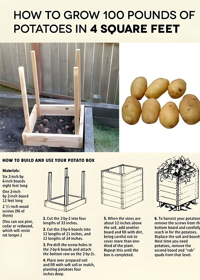 You Want Lots Of Potatoes? This Is How You Get Loads Of Potatoes