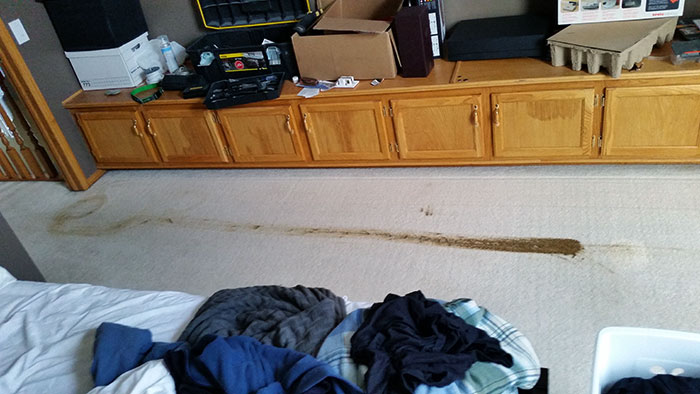 Why You Shouldn't Agree To Dogsit When You Have A Robot Vacuum