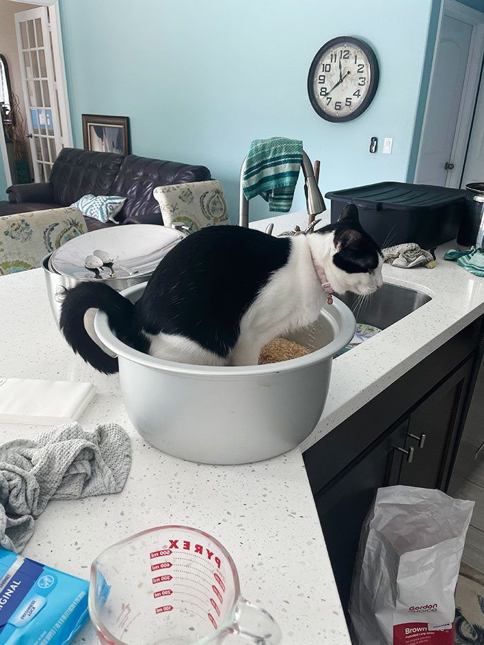 Turned My Back For A Minute, And She Peed In 20 Cups Of Uncooked Rice