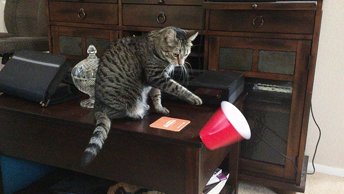 Everything You Need To Know About My Cat In 1 Image