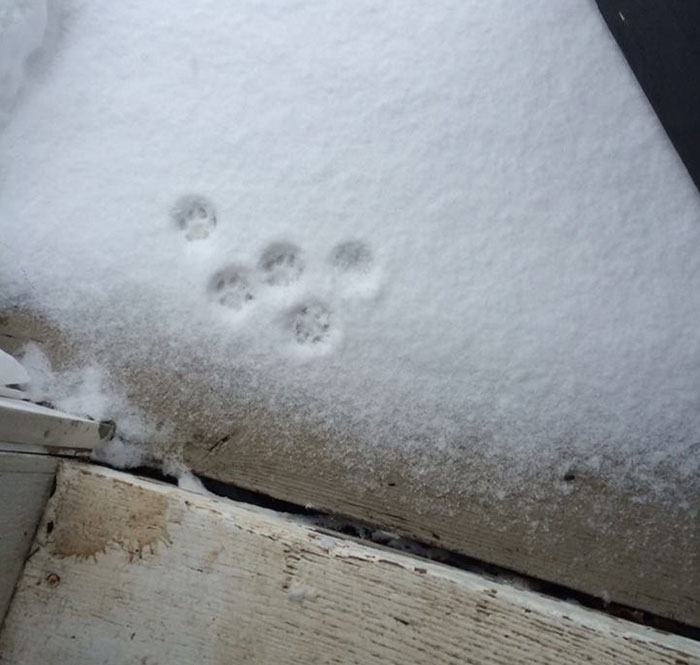 The Story Of A Cat That Thought She Wanted To Go Outside This Morning