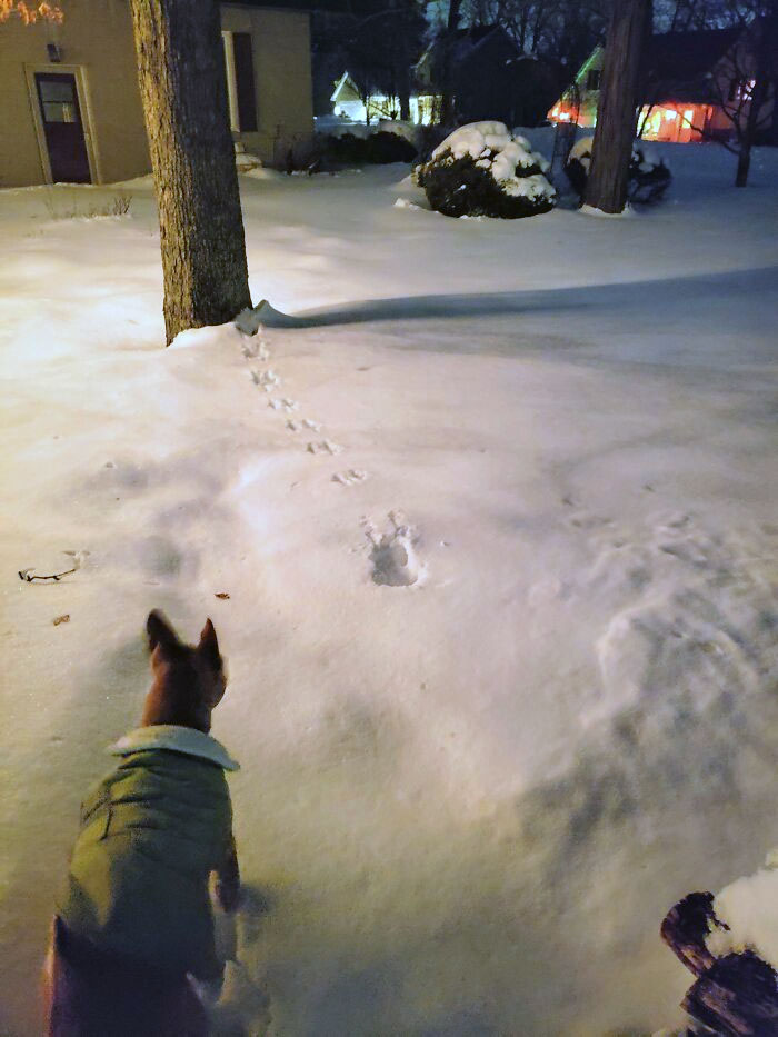 A Squirrel Fell Out Of A Tree Right In Front My Dog