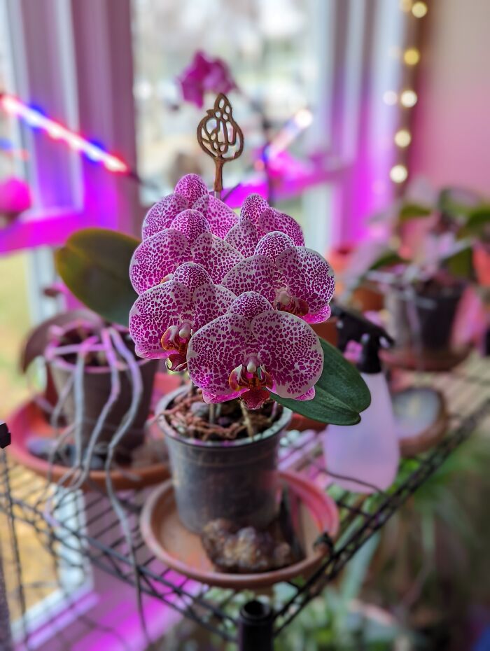 Rescued Orchid In Bloom