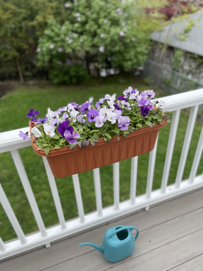 My Panolas. They're A Cross Between Pansies And Violas