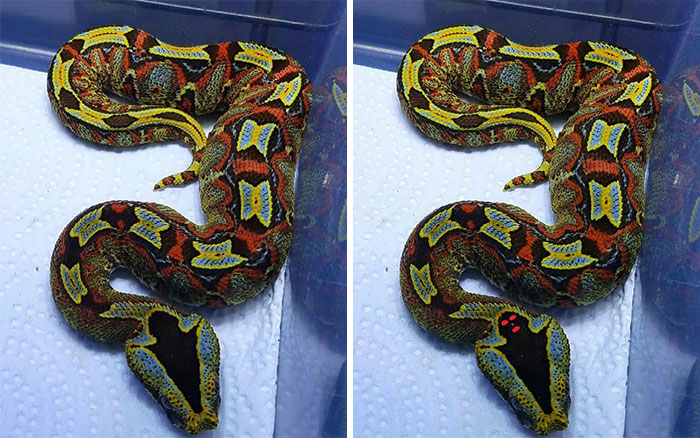 Beautiful Bitis Viper Has A Mini Ghost On It's Head