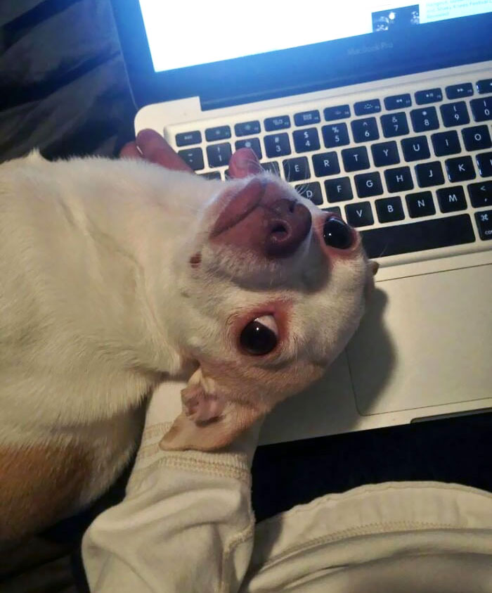 My Dog When I'm Not Giving Him Attention