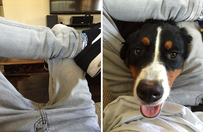 What It's Like To Own A Dog