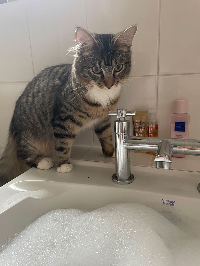 Absolutely No Concept Of Personal Space Or Privacy. I Can’t Even Take A Bath Without Being Watched