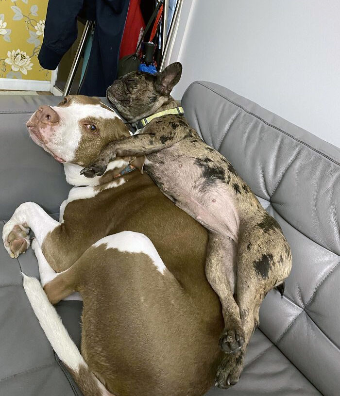 A New, Practical Space Saving Solution: Dog Stacking