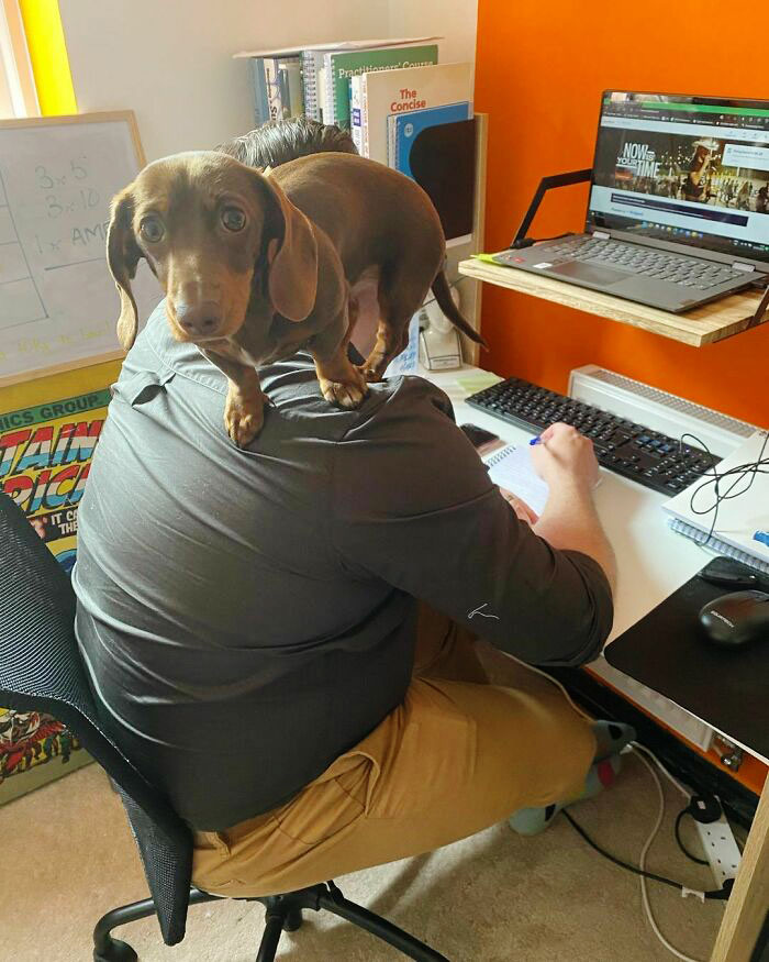 Dog Or Scarf? I Love It When Humans Work From Home