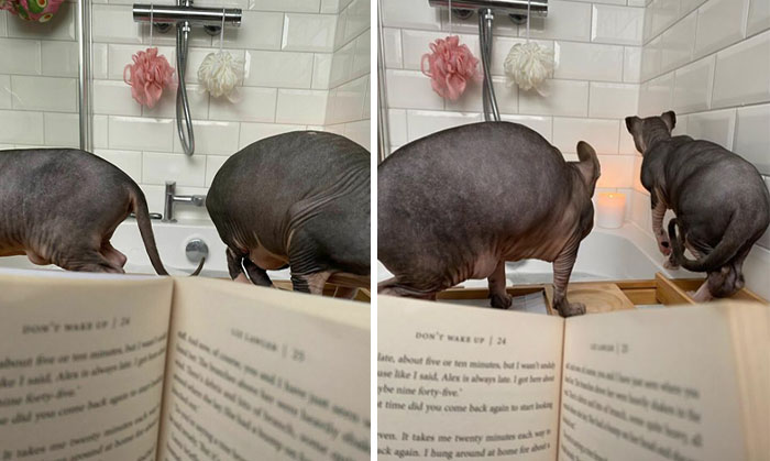 These Pair Don’t Understand Personal Space. They Always Have To Investigate My Bath Time, But Hate It When It Comes To Theirs