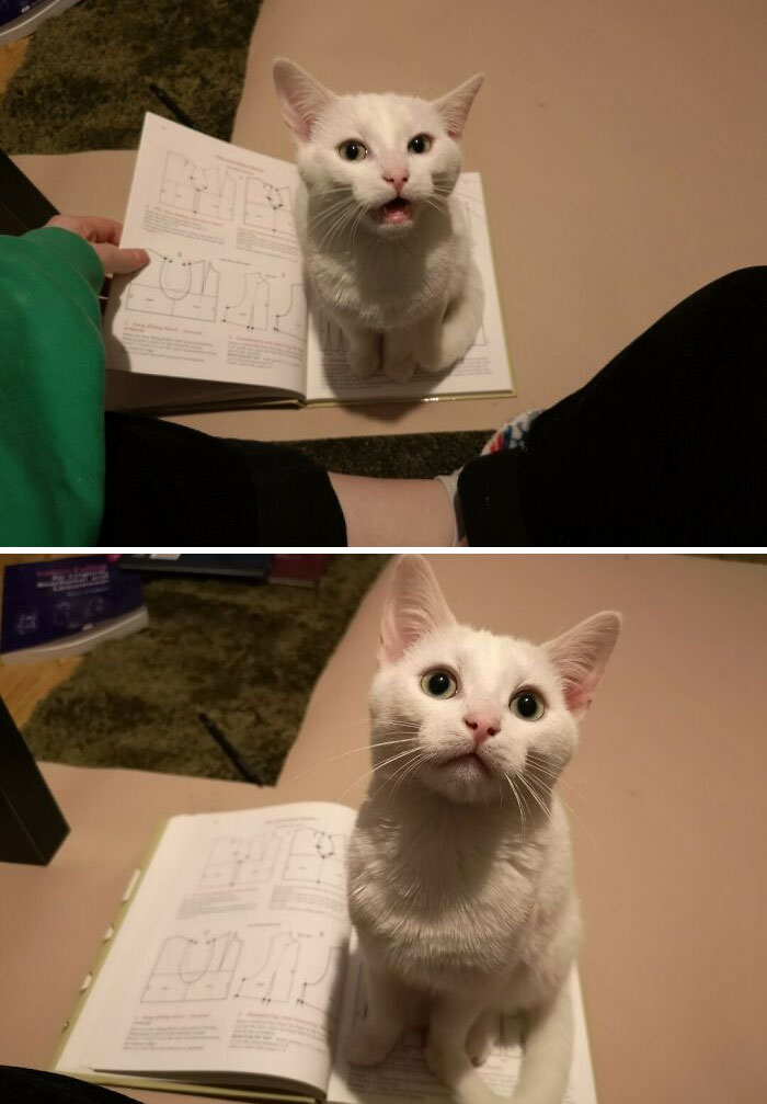 Apparently I'm Not Giving Him Enough Attention