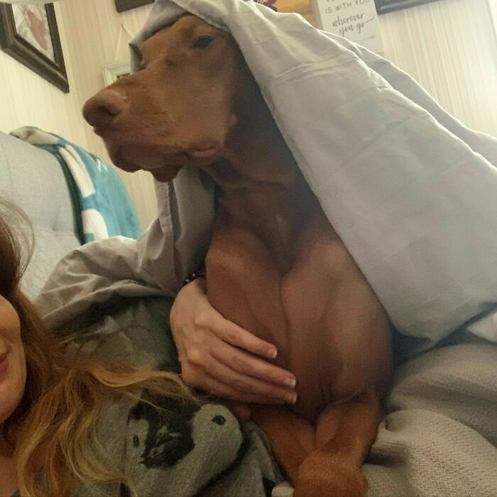 When The Humans Are Sick, And You Want To Love On Them, Even If You Are Crushing Their Ribs