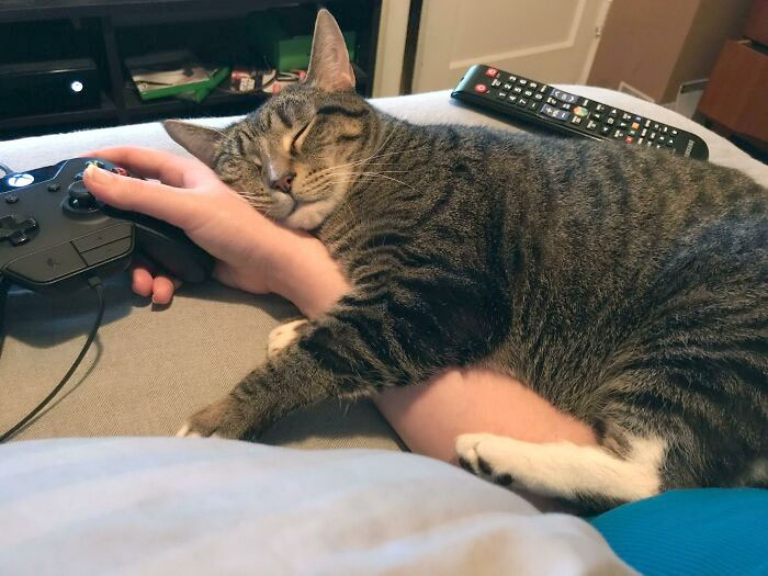 This Is Zissou, My Gaming Buddy. He Invades My Personal Space While I Try To Shoot Stuff