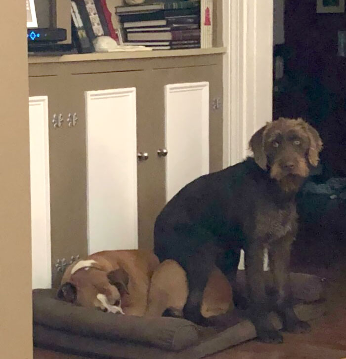 Winston Has Not Yet Mastered Personal Space