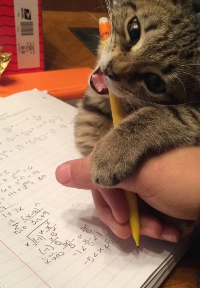 Got A New Cat Pencil For Finals