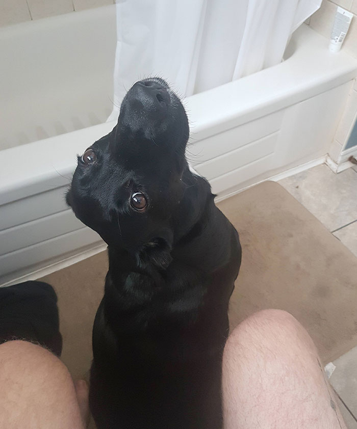 Haven't Pooped Alone Since I Got Her