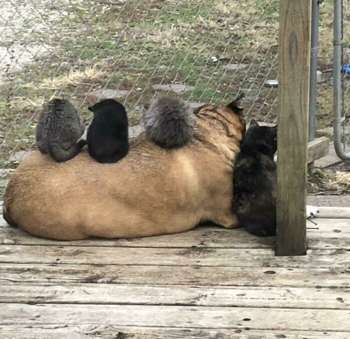 Layla Is Queen Of The Kittens. They Think She’s Their Own Personal Space Heater