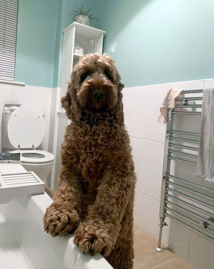 My Dog Has Zero Concept Of Personal Space