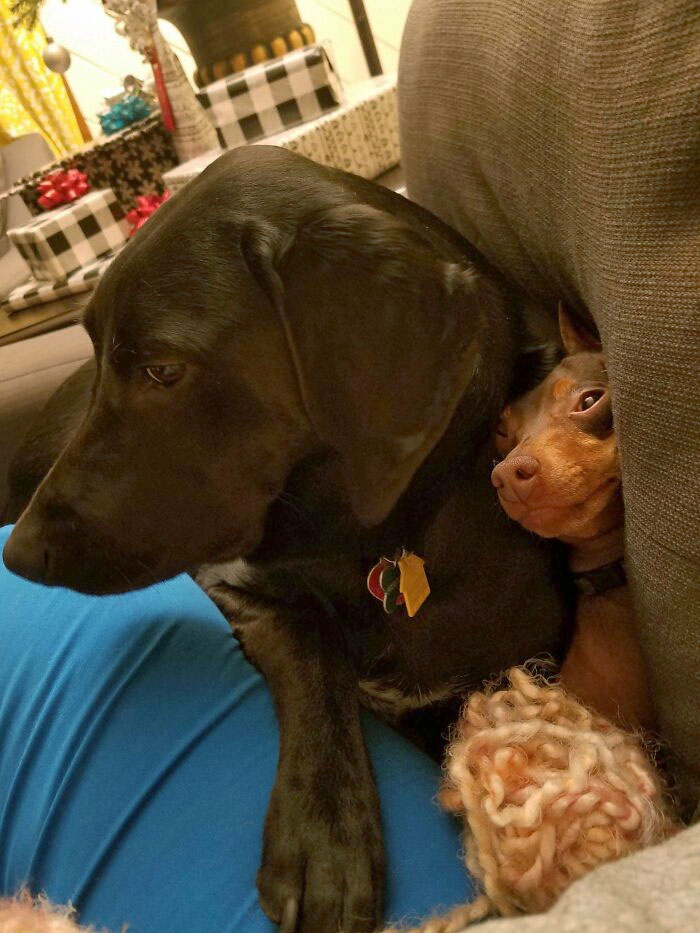 Bogey Doesn't Really Understand "Personal Space"