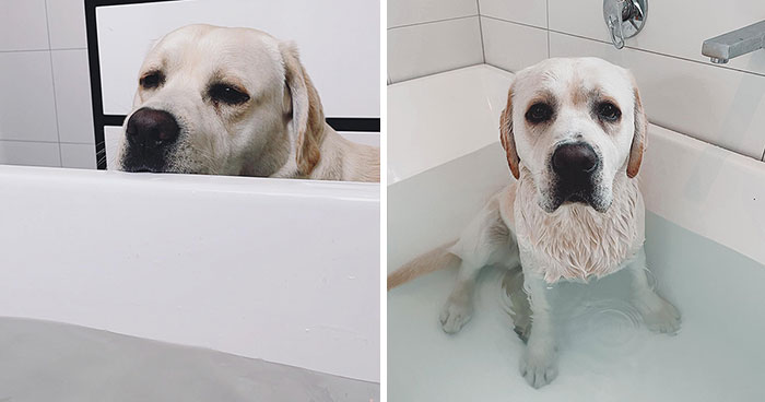 40 Divertidas mascotas que no conocen los límites del espacio personal