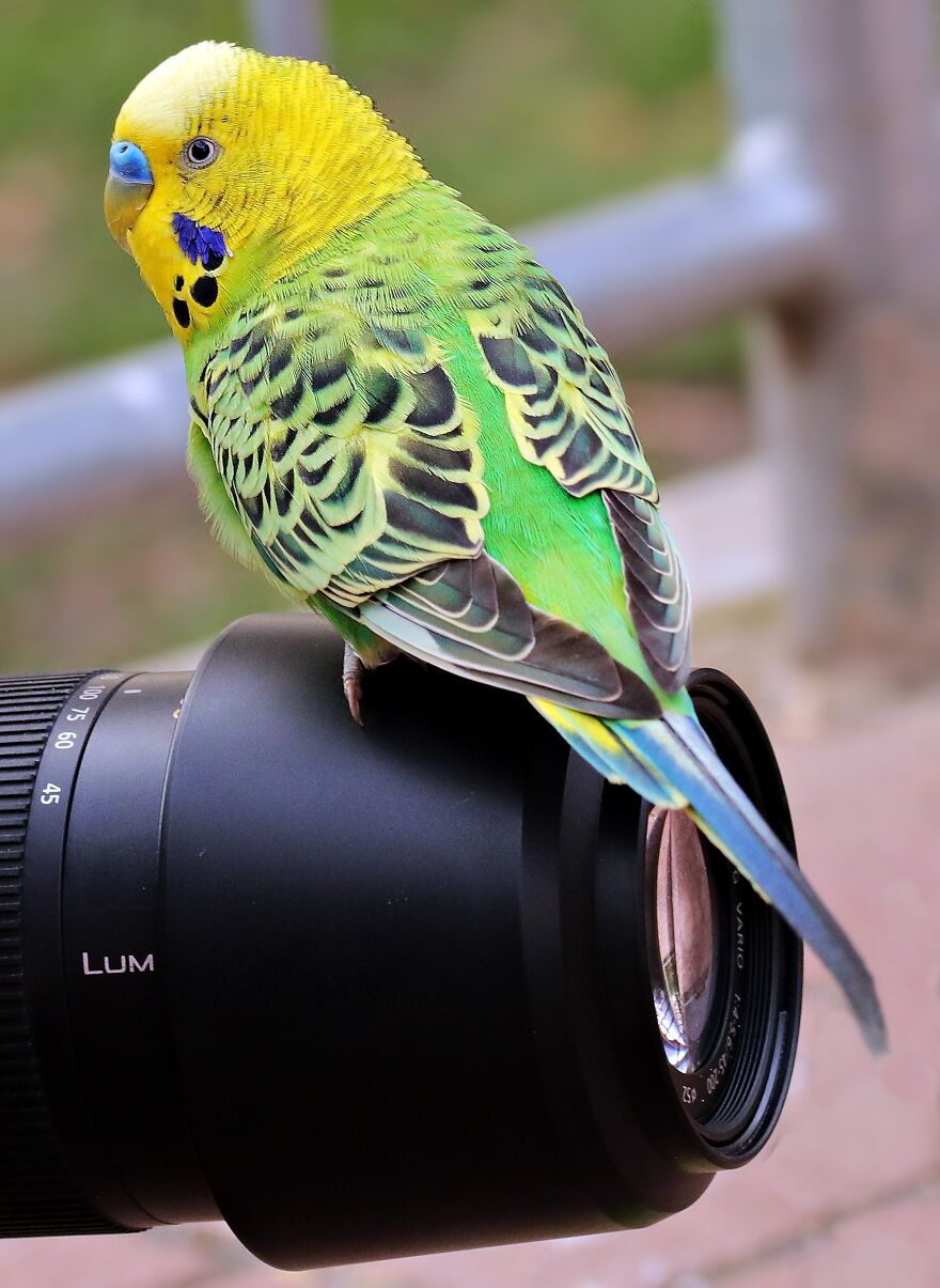 Zai Rickards Ethical Mission For Wild Photography | Melbourne