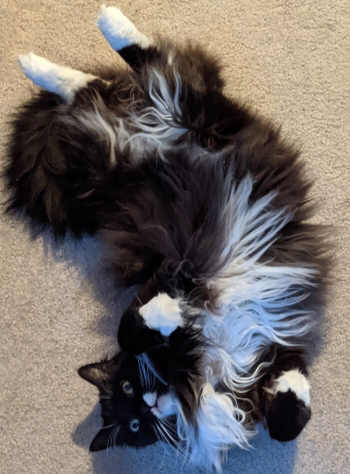 This Is My Cat Luna Wanting To Play With A Pen Spring