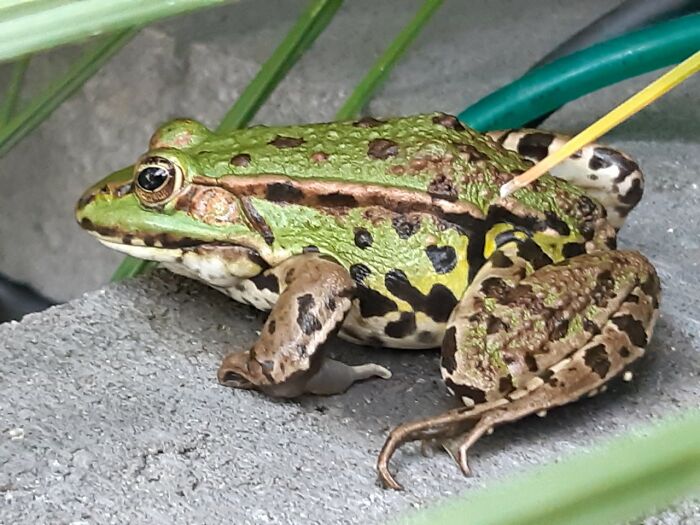 Frog In Pond At My Parents House