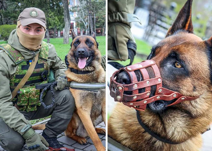 Dog Abandoned By Russian Troops Finds New Owners Within The Ukrainian Army