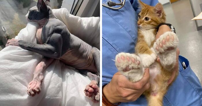 40 Fotos de mascotas con genes únicos que les han dado un aspecto realmente inusual