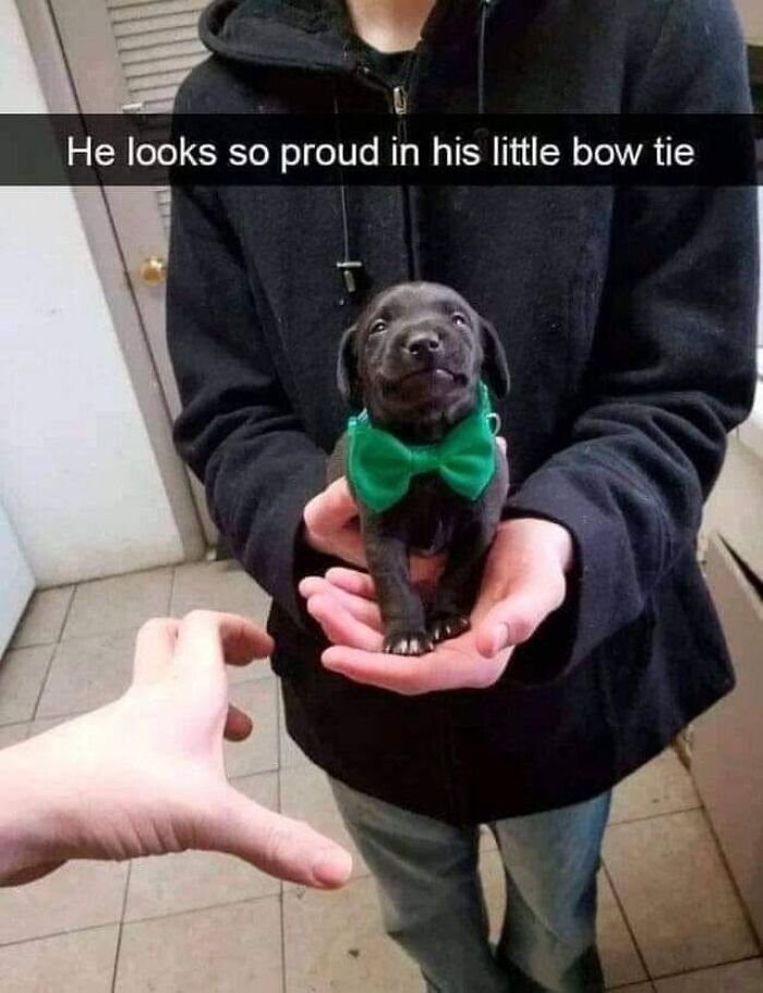 Wait-This-Is-Wholesome-Pics