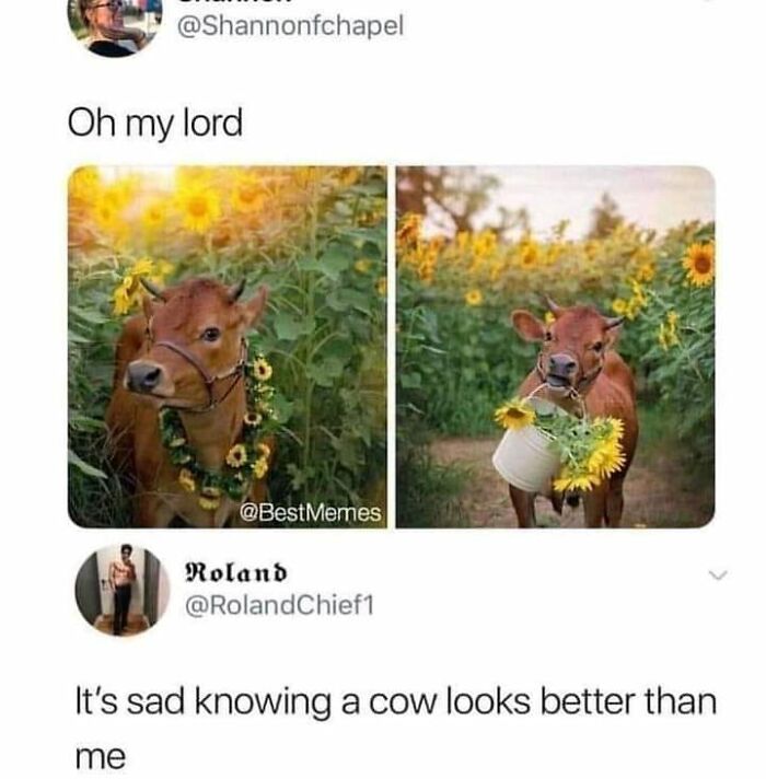 Wait-This-Is-Wholesome-Pics