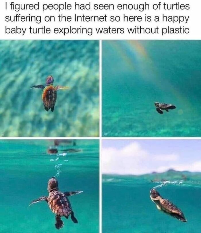 Wait-This-Is-Wholesome-Pics