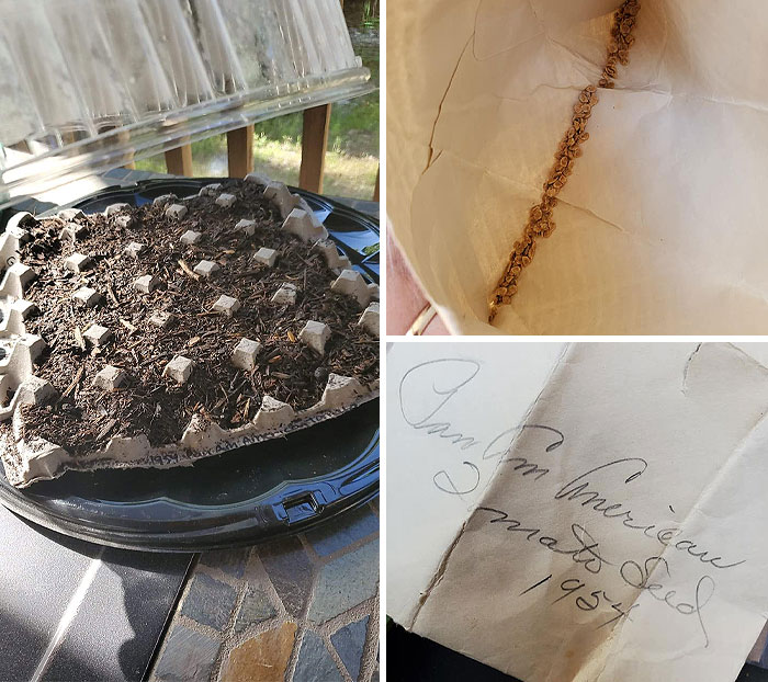 I Was Going Through My Mom's Old Recipe Box And Found These Pan Am American Tomato Seeds From 1954! 