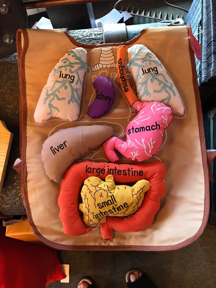 Somewhat Accurate Anatomy Apron For $6. It Stayed At The Thrift Store