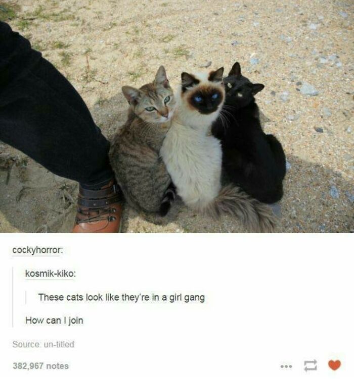 Weird-Side-Of-Tumblr-Posts