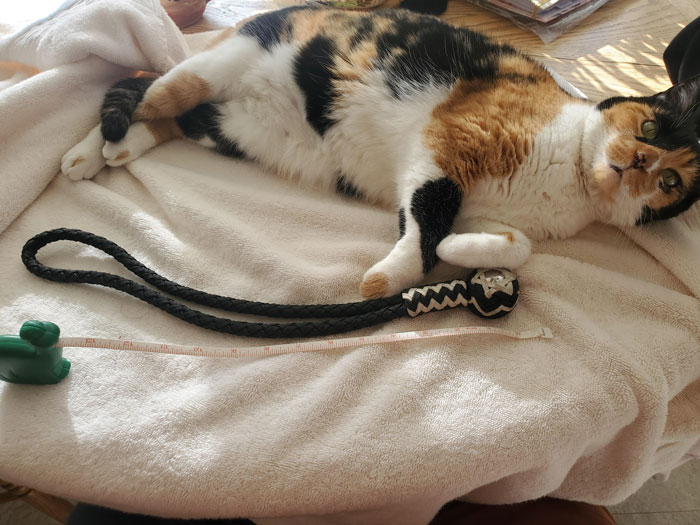 Heavy Metal Ball End, Quality Rope. The Cat Insisted To Be In The Photo. Found Next To Some Horse Tracks