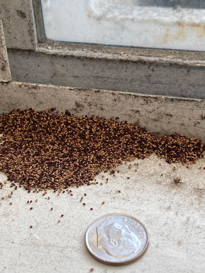 ¿Qué son estas diminutas cuentas marrones y tostadas que encontré en mi alfombra y en el alféizar de la ventana?