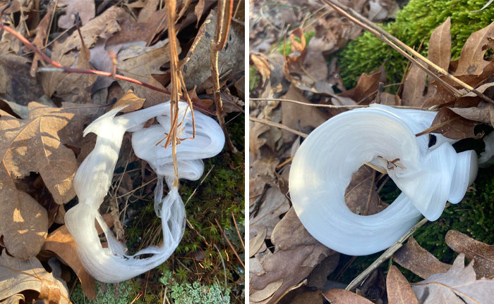¿Qué es este fenómeno de hielo que he encontrado hoy en el suelo del bosque?