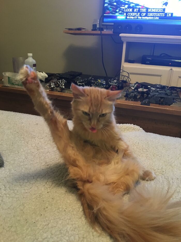 When My Cat Is In The Mood To Preen, Is Feeling Grumpy, And Is A Big Ol' Derp At The Same Time