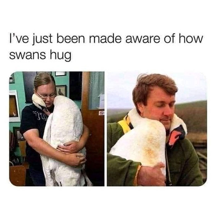 Wholesome-Memes-Funny