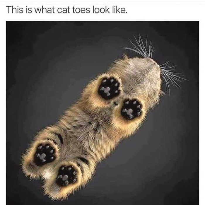 Wholesome-Memes-Funny