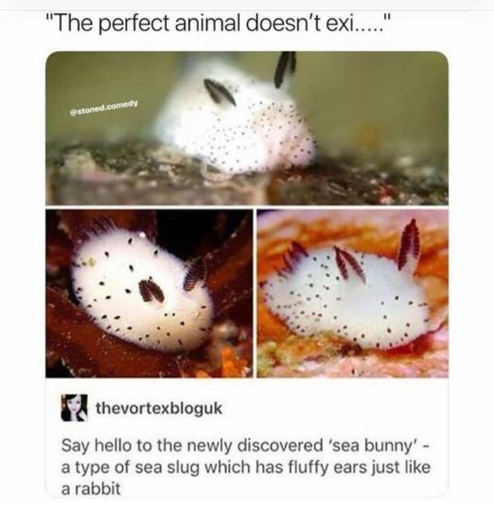 Wholesome-Memes-Funny