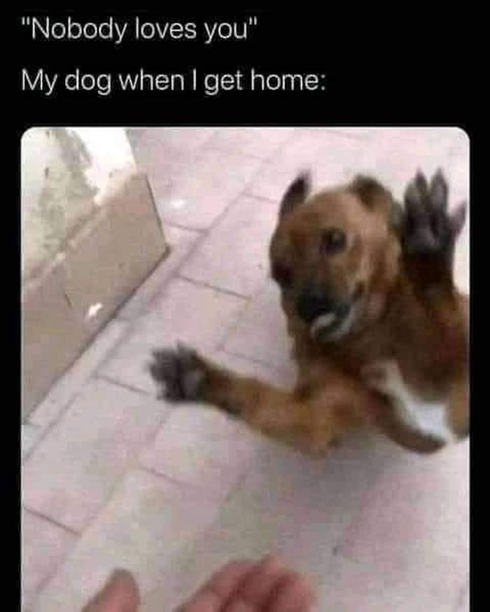 Wholesome-Memes-Funny