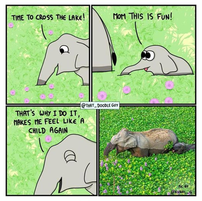 Wholesome-Memes-Funny