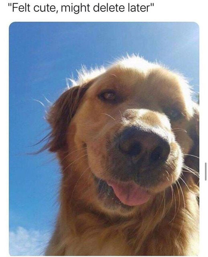 Wholesome-Memes-Funny