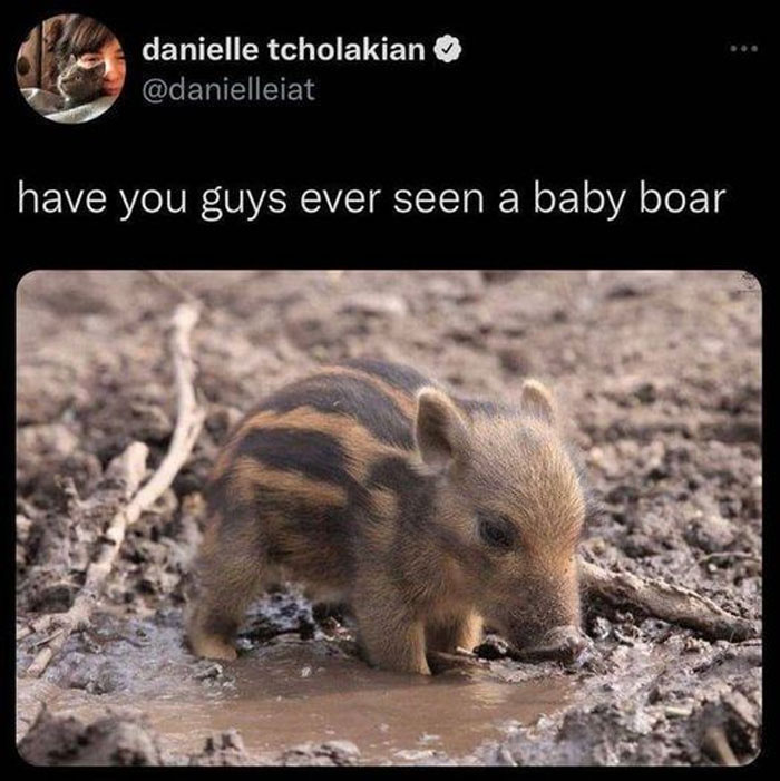 Wholesome-Memes-Funny