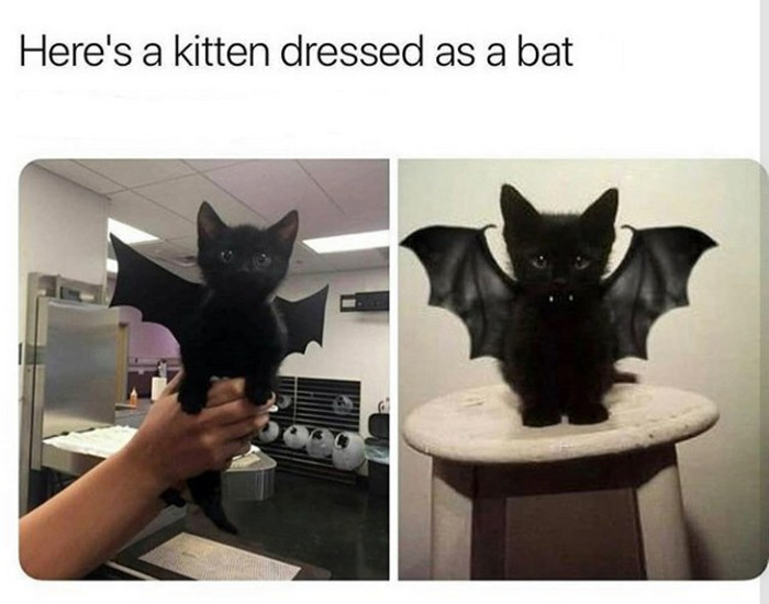 Wholesome-Memes-Funny